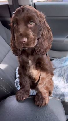 a brown dog sitting in the back seat of a car