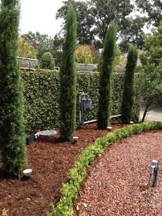 some very pretty trees in the middle of a garden area with rocks and gravel on the ground