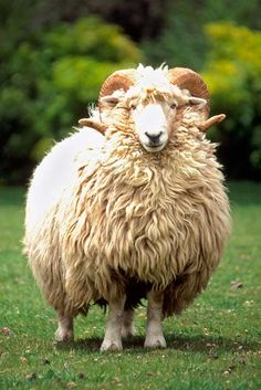 a sheep standing on top of a lush green field next to bushes and trees in the background