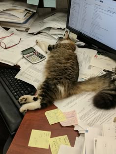 a cat laying on top of a desk next to a computer monitor and keyboard with papers all over it