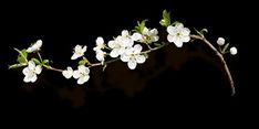 a branch with white flowers on it against a black background