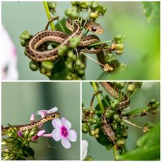 three different pictures of a snake on a plant with flowers in the foreground, and another photo of a lizard on a branch