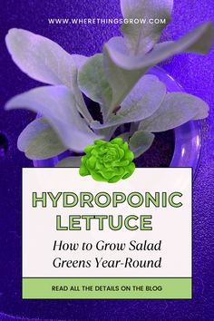 Hydroponic Lettuce: How to Grow Salad Greens Year-Round Soil Enrichment, Fresh Salad, Tomato Garden, Hydroponics System, Hydroponic Gardening