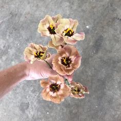 a hand is holding some flowers on the concrete floor, with yellow and brown petals