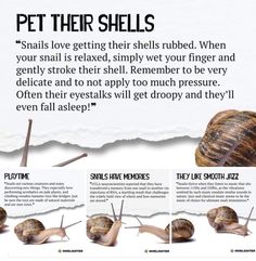 an advertisement with several snails on it and the words pet their shells in different languages