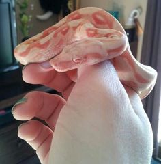 a pink and white snake on someone's hand in front of a television set