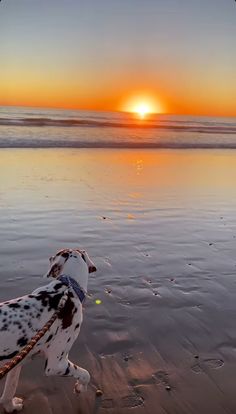 a dalmatian dog walking on the beach at sunset