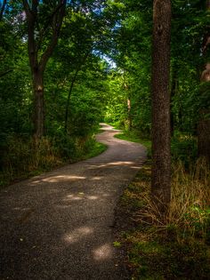 a path in the middle of a forest with lots of trees on either side of it