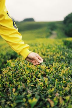 a person reaching for something in the middle of a field full of green plants with trees in the background