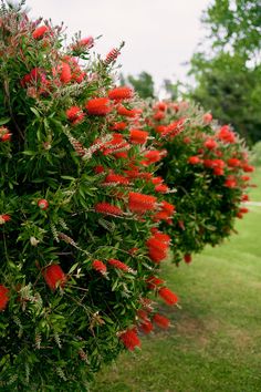 red flowers growing on the side of a lush green field