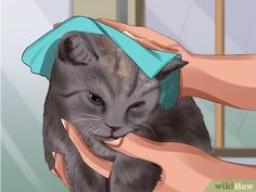 a cat being groomed by someone with a towel on it's head,