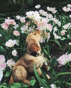 a dog is sitting in the middle of some flowers