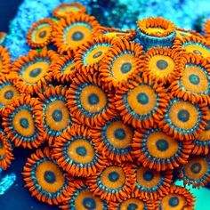 some very pretty orange and blue corals in the water