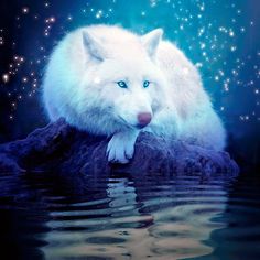 a white wolf sitting on top of a rock in the water with stars above it