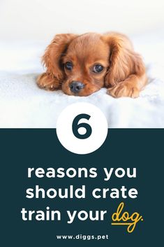 a brown dog laying on top of a bed with the words 6 reasons you should crate train your dog