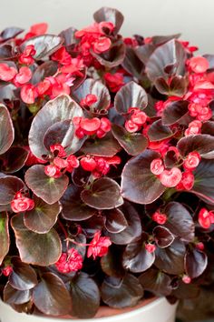 a potted plant with purple and red flowers in it's center, sitting on a table