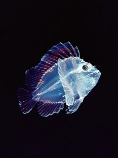 a fish that is floating in the air with it's head turned upside down