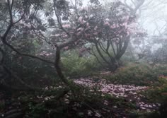 pink flowers are blooming in the foggy woods