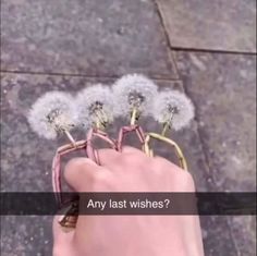 someone is holding three dandelions with the words any last wishes? on them