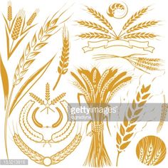 an image of wheat and other food items