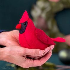 a person holding a red bird in their hand