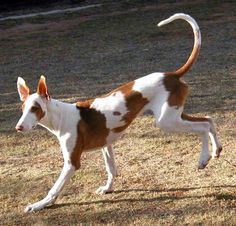 a brown and white dog walking across a grass covered field