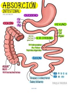 the anatomy of an intestinal and its corresponding parts are labeled in this diagram