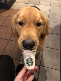 a golden retriever holding a starbucks cup in its mouth