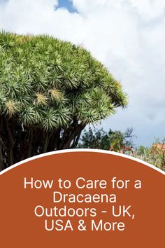 a large green tree with the words how to care for a dracaena outdoors - uk, usa & more