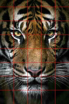 a close up of a tiger's face with red lines on the grids