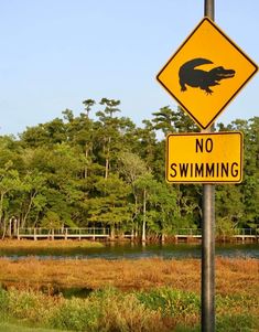 there is a yellow sign that says no swimming on the side of the road with an alligator in it