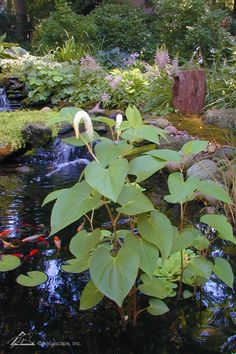 a pond filled with lots of water and plants