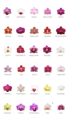 the different types of orchids are shown in this image, and each flower has its own name on it