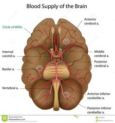 the blood supply in the brain