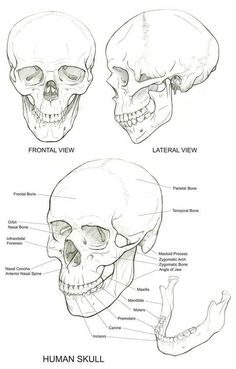 the human skull is shown in three different views, including the frontal and facial views