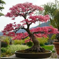 a bonsai tree with pink flowers in a pot on a stone slab outside,