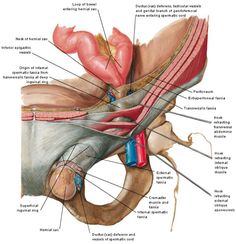 the anatomy of the foot and ankle