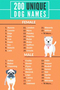 a dog's name and its meanings