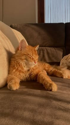 Cool Facts About Orange Cat Breeds Orange Cat Breeds, Cat Lockscreen, Dream's Cat, Wallpaper Cat, Aesthetic Cat, Orange Tabby Cats, Orange Cats, Red Cat, Fluffy Cat