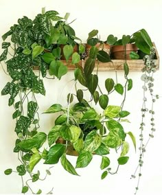 some green plants are hanging from a wooden rack on the wall, while another plant is growing out of it