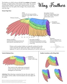 the wing feathers are different colors and shapes