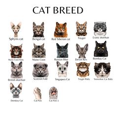 an image of cats with their names on them