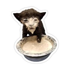 a cat standing on its hind legs in a bowl with flour around it's feet