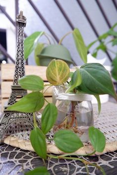 a glass jar filled with plants sitting on top of a table next to the eiffel tower