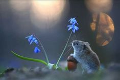 a small rodent standing on its hind legs next to an egg and some flowers