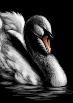 a black and white photo of a swan with its mouth open in the dark water