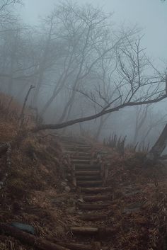 a foggy forest with stairs leading up to the top