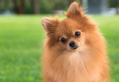 a small brown dog standing on top of a lush green field