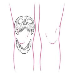 a drawing of the lower limb and upper limb with an image of a human skull