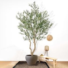 a potted tree sitting on top of a wooden floor